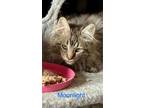 Adopt Moonlight a Maine Coon, Domestic Long Hair