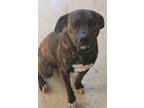 Adopt Teddy Roosevelt a Pit Bull Terrier