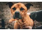 Adopt Deputy a Pit Bull Terrier