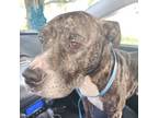 Adopt Kylo a Pit Bull Terrier