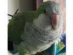 Adopt Lily a Quaker Parakeet