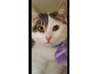 Adopt Vanna a Tabby