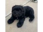 Shih Tzu Puppy for sale in Mesa, AZ, USA