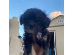 Shih Tzu Puppy for sale in Mesa, AZ, USA