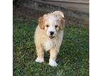 Aussiedoodle Puppy for sale in Charleston, AR, USA