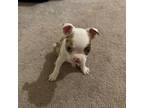 Boston Terrier Puppy for sale in Bowie, MD, USA