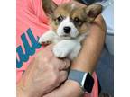 Pembroke Welsh Corgi Puppy for sale in Godley, TX, USA