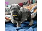 Schnauzer (Miniature) Puppy for sale in Detroit Lakes, MN, USA