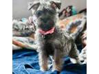 Schnauzer (Miniature) Puppy for sale in Detroit Lakes, MN, USA