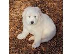 Great Pyrenees Male
