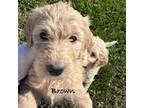 Labradoodle Puppy for sale in Farmington, MO, USA