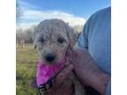 Labradoodle Puppy for sale in Farmington, MO, USA