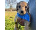 Labradoodle Puppy for sale in Farmington, MO, USA
