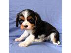Cavalier King Charles Spaniel Puppy for sale in Campbellsville, KY, USA