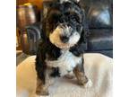 Wapoo Puppy for sale in Summerville, SC, USA