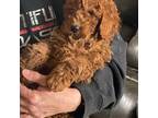 Mutt Puppy for sale in Holcombe, WI, USA