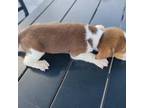 Beagle Puppy for sale in Cape Coral, FL, USA