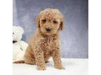 Goldendoodle Puppy for sale in Baltic, OH, USA