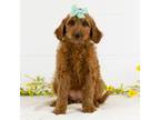 Goldendoodle Puppy for sale in Goshen, IN, USA