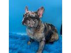 French Bulldog Puppy for sale in Sandy Hook, KY, USA