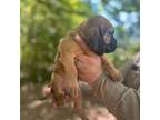Bloodhound Puppy for sale in Lucedale, MS, USA