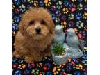 Poodle (Toy) Puppy for sale in Kokomo, IN, USA