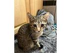Brooks Domestic Shorthair Kitten Male