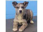 Powder Catahoula Leopard Dog Young Female