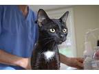 Clover Domestic Shorthair Young Female