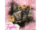 Toph Domestic Shorthair Kitten Female