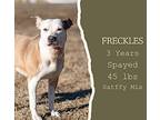 Freckles American Pit Bull Terrier Adult Female