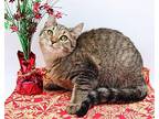 Boba Domestic Shorthair Young Female