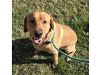 Gumby Labrador Retriever Adult Male