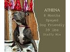 Athena American Staffordshire Terrier Adult Female