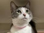 Eclaire Domestic Shorthair Adult Female