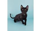 Levi Domestic Shorthair Kitten Male