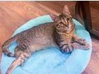 Ahsoka Domestic Shorthair Kitten Female