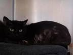 Tom Domestic Shorthair Adult Male