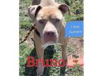 Bruno#2 American Staffordshire Terrier Young Female