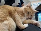 George Domestic Shorthair Adult Male