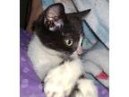 Holly Berry Domestic Shorthair Kitten Female