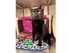 MAX 2 Domestic Shorthair Kitten Male