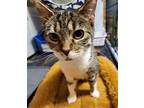 TIGGER Domestic Shorthair Kitten Female