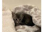 Penny Domestic Mediumhair Kitten Female