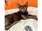 Karen Domestic Shorthair Kitten Female