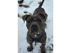 Phillie American Pit Bull Terrier Young Male