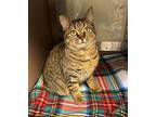 Sassy Domestic Shorthair Young Female