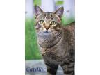 Catillac (C24-069) Domestic Shorthair Young Male