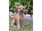 Ginger Terrier (Unknown Type, Small) Adult Female