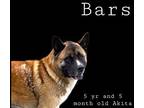 Bars Akita Adult Male